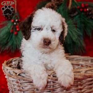 Bruce, Mini Bernedoodle Puppy